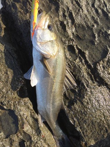 スズキの釣果