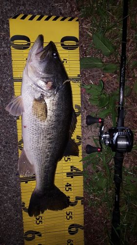 ブラックバスの釣果