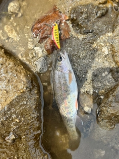 ニジマスの釣果