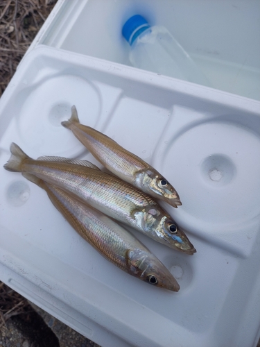 キスの釣果