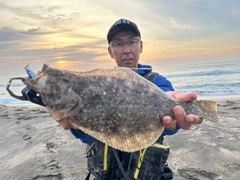 マゴチの釣果