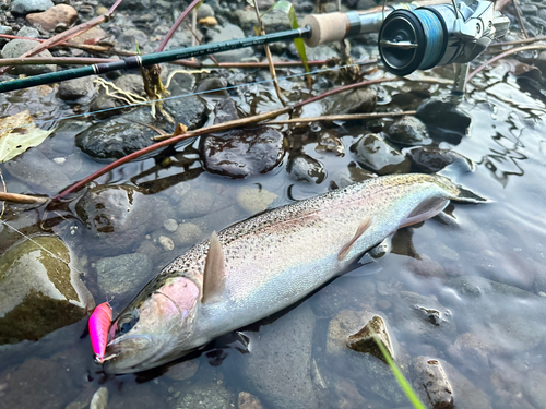 ニジマスの釣果