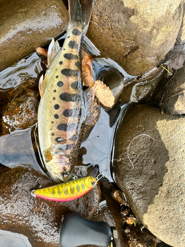 ヤマメの釣果