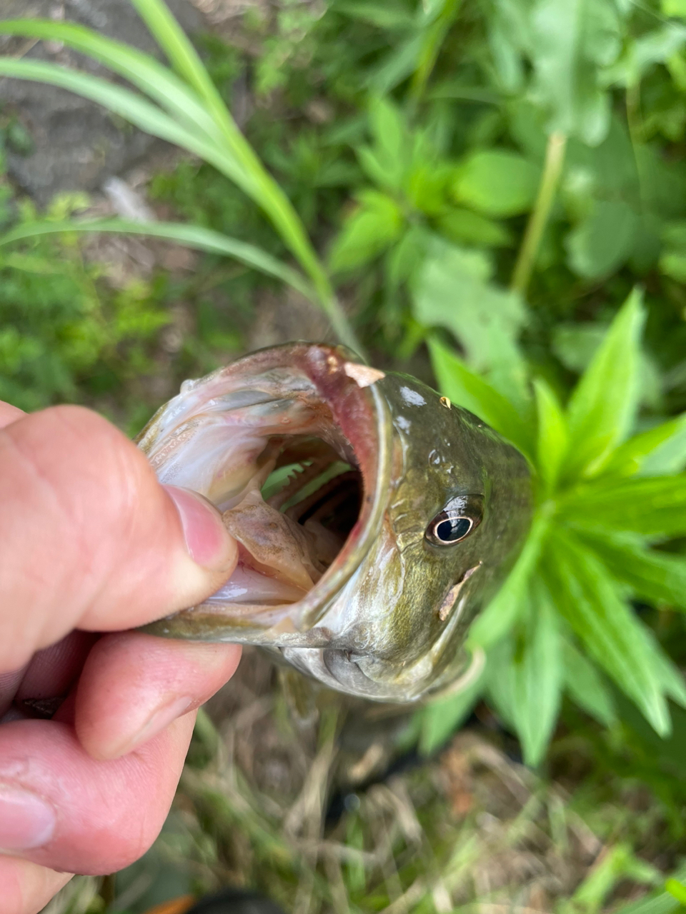 スモールマウスバス