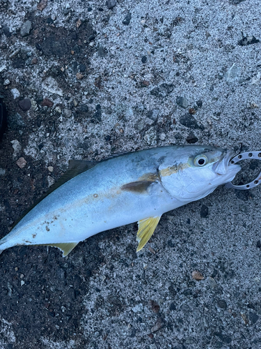 ヒラマサの釣果