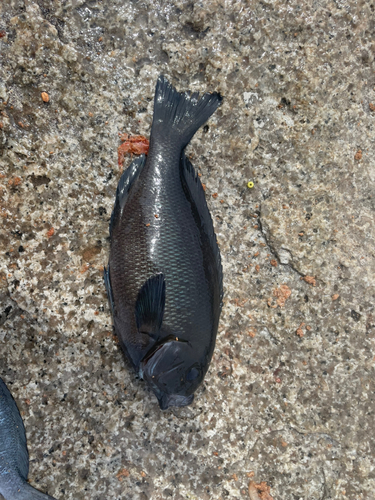 クチブトグレの釣果