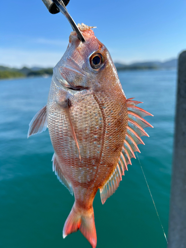 チャリコの釣果