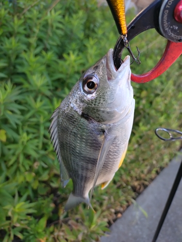 キビレの釣果