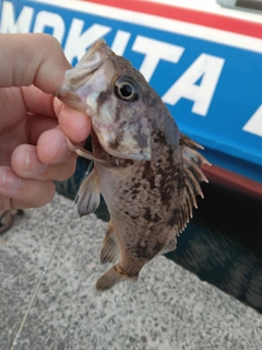 クロソイの釣果