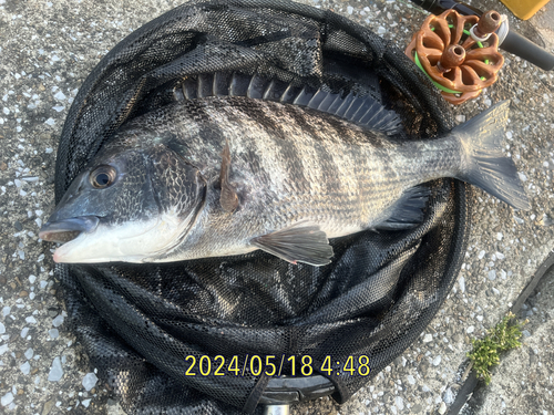 クロダイの釣果