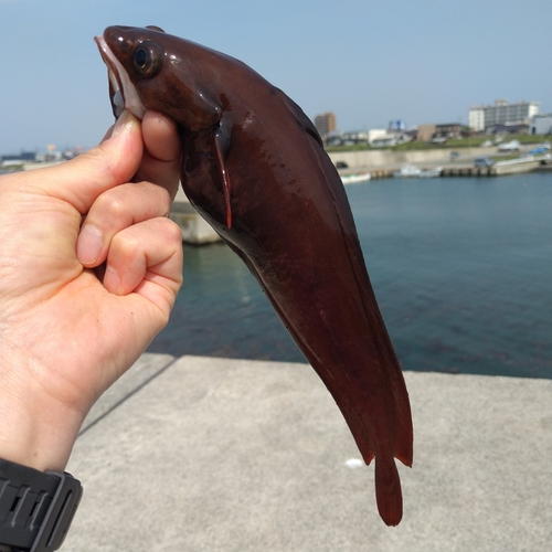 ドンコの釣果