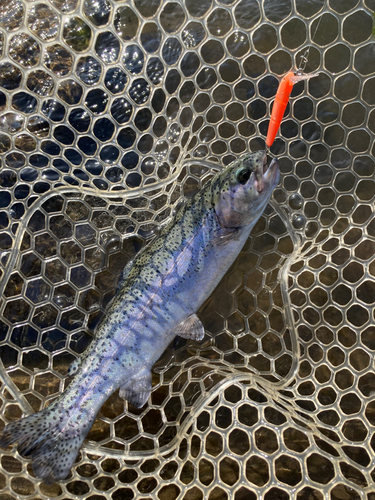 レインボートラウトの釣果