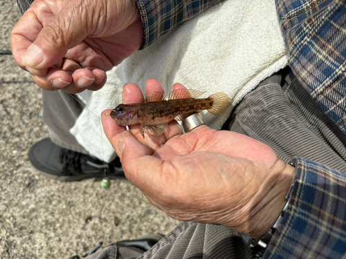 ハゼの釣果