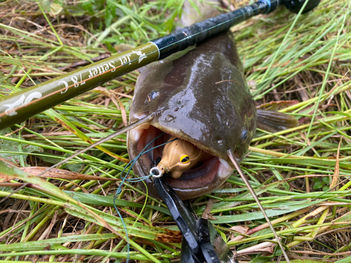 ナマズの釣果