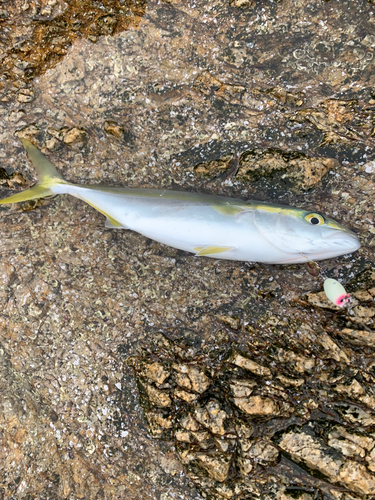 ワカシの釣果