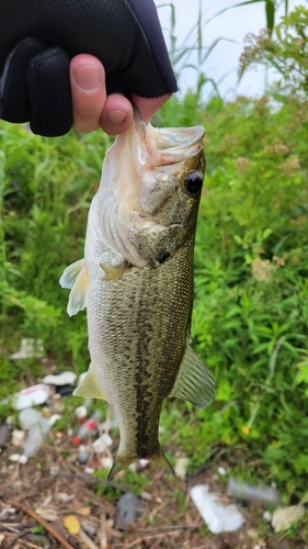 ブラックバスの釣果