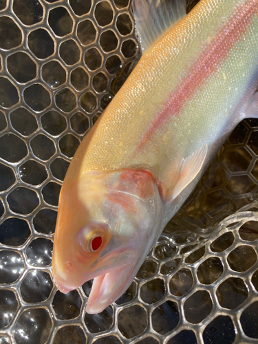 栃木県で釣れたアルビノニジマスの釣り・釣果情報 - アングラーズ | 釣果500万件の魚釣り情報サイト