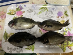 メジナの釣果