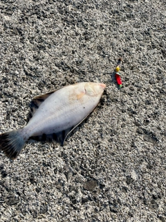 カレイの釣果