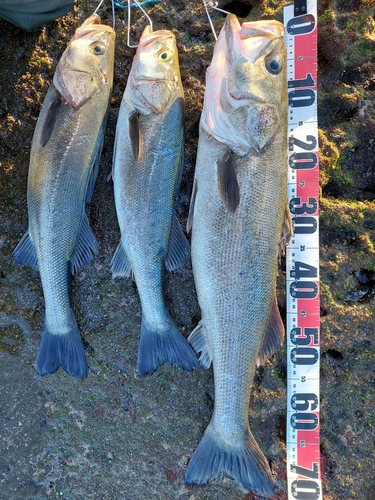 シーバスの釣果