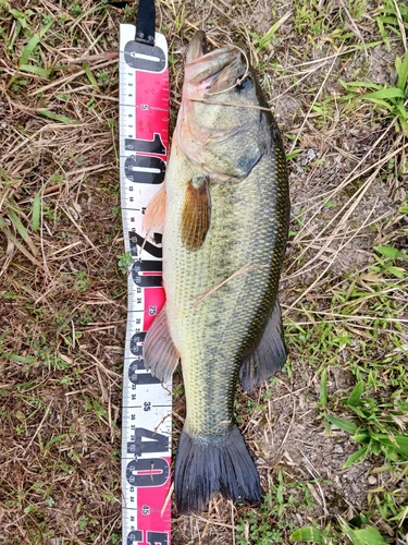 ブラックバスの釣果