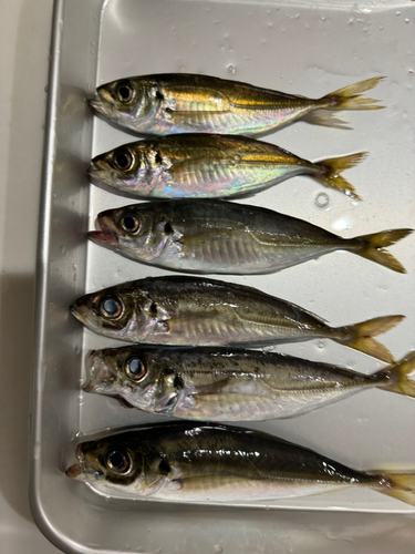 アジの釣果