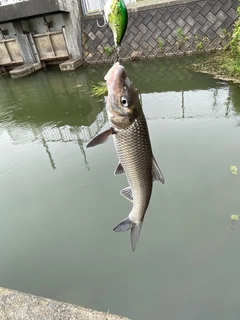 ニゴイの釣果