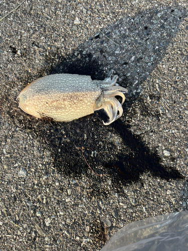 シリヤケイカの釣果