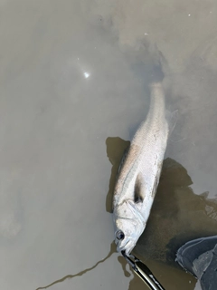 フッコ（マルスズキ）の釣果