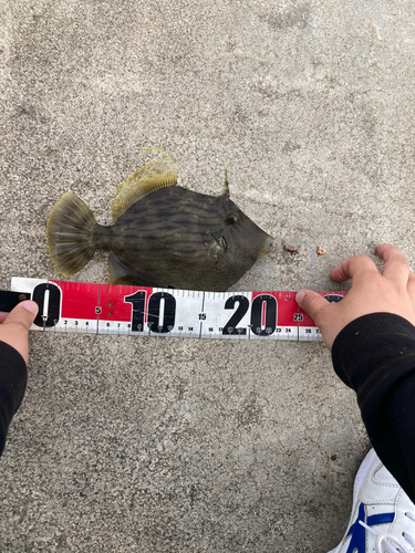 カワハギの釣果