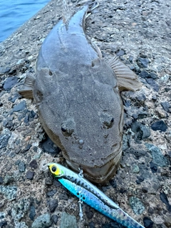 マゴチの釣果