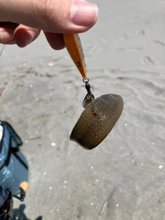 シタビラメの釣果