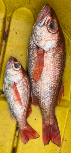 アカムツの釣果