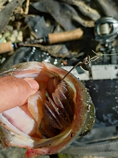 ブラックバスの釣果