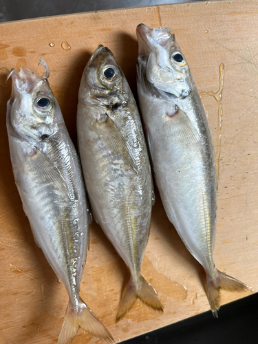 アジの釣果