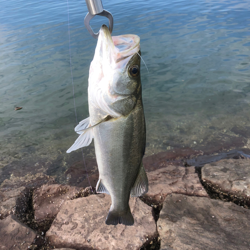 セイゴ（タイリクスズキ）の釣果