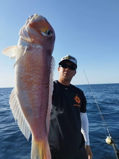 アマダイの釣果