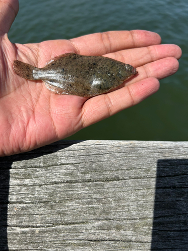 カレイの釣果