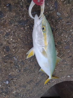 イナダの釣果