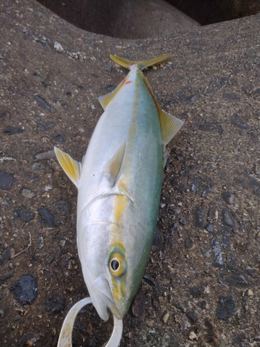 イナダの釣果