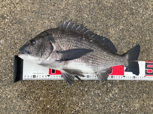 クロダイの釣果