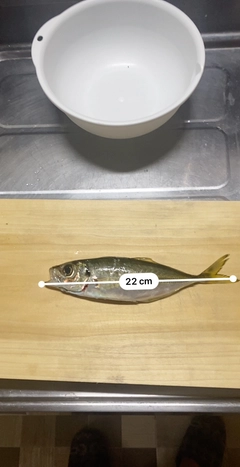 アジの釣果