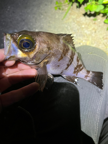 メバルの釣果