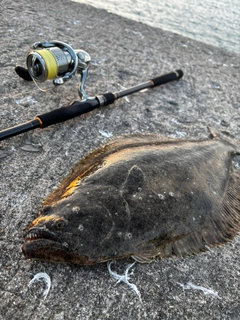 ヒラメの釣果