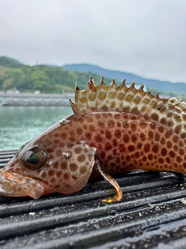 オオモンハタの釣果