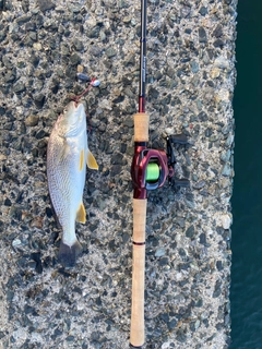 イシモチの釣果