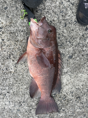 コブダイの釣果