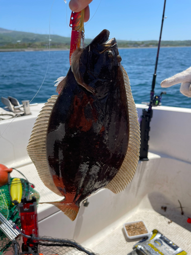 ヒラメの釣果