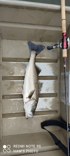 シーバスの釣果