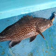 オオモンハタの釣果